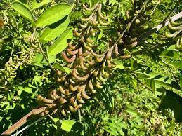 Image result for Indigofera subulata