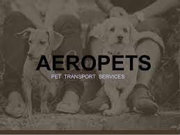 Everyone at pacific pet transport was helpful, considerate and professional, and i'll absolutely recommend you in the future to all my friends and family. it was nice to burst into tears of joy for a change from being so happy he was near me again. Aeropets Pet Transport Services