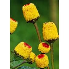 Image result for Acmella