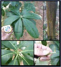 Image result for Alstonia