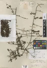 Image result for Embelia xylocarpa