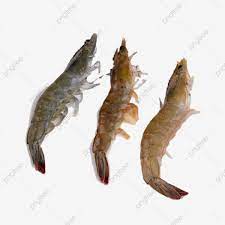 Fresh Seafood Live Shrimp Healthy Nutrition Seafood Live Shrimp Green Shrimp Png Transparent Image And Clipart For Free Download Healthy Shrimp Healthy Nutrition Fresh Seafood