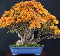Care guide for the Bougainvillea Bonsai tree - Bonsai Empire