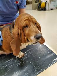 Image result for basset hound