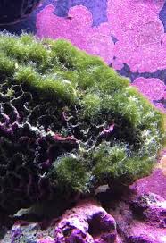 If you are looking for green hair algae reef tank you've come to the right place. Top 5 Most Common Problems In A Reef Tank Ati North America