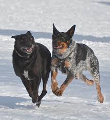 Black Australian Cattle Dog Lab Mix Australian Cattle Dog Labrador Mix Playing With The Snow Dog Playground Cattle Dog Labrador Mix