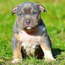 Our puppies are everything you would expect in an xl style pittbull & bully dog. Pitbull Chiot Puppy Puppies American Bully Xl Xxl Bully Pitbull A Vendre For Sale France Belgique Pitbull Puppies Puppies Pitbulls