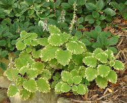 Image result for Coleus psammophilus