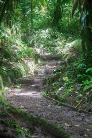 Maybe you would like to learn more about one of these? Im Nebelwald Von Santa Elena Weltreize
