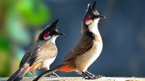 5 Daftar Harga Burung Kutilang Terbaru Lengkap Serta Perawatannya