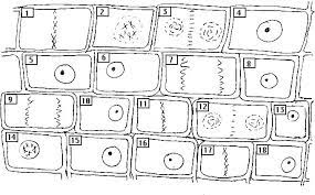 Mitosis of an animal cell enchanted learning. Http Endersscience Weebly Com Uploads 2 1 8 4 21846698 Mitosis 1 Answers Pdf