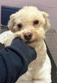 These fans are solid. Very good quality and made in the USA. Check these  out and order one to keep your pups cool.