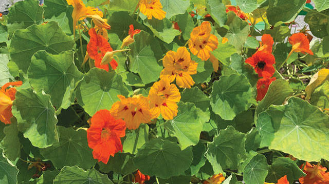 Nasturtium, Edible Flower dengan Banyak Warna