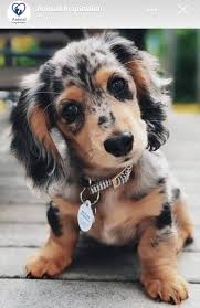 Pin By Elenacastro Oliveirar On Sarah S Account In 2020 Baby Animals Pictures Cute Baby Animals Cute Dogs