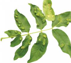 Image result for antraknóza ořešáku