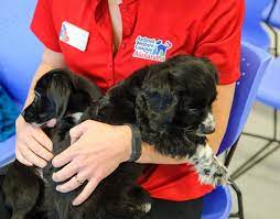 Check spelling or type a new query. About Alexandria Animals