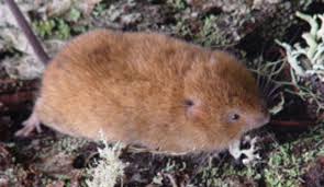 Image result for Volusia resupinata