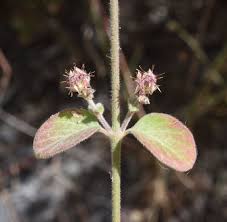 Image result for Pupalia lappacea