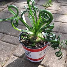We did not find results for: Albuca Spiralis Frizzle Sizzle Corkscrew Albuca Frizzle Sizzle Uploaded By Psychopat