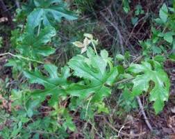 Image result for Coccinia rehmannii