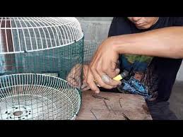 (s32) cara membuat sangkar dari limbah sangkar lovebird part.1. Cara Membuat Sangkar Burung Tekukur Dan Puter Bahan Cover Kipas Dan Kawat Ram