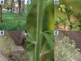 Image result for Erigeron sumatrensis