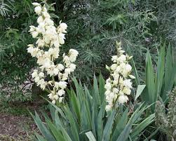 Suchen oder inserieren sie neue oder gebrauchte angebote mit kleinanzeigen aus dem bereich pflanzen & garten. Palmlilie Tipps Zur Pflanzung Und Pflege Mein Schoner Garten