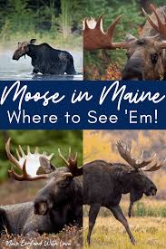 Maybe you would like to learn more about one of these? Where To See Moose In Maine Maine Moose Watching New England With Love
