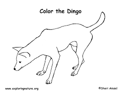 Dingo is an australian wild dog, though not native to this continent. Dingo Coloring Page