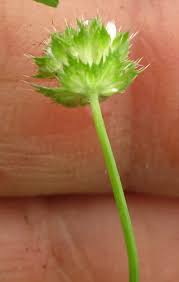 Image result for Trifolium baccarinii