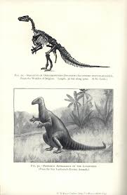 Image result for Habenaria magnirostris