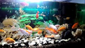 Maybe you would like to learn more about one of these? Aquarium Cantik Dan Unik Youtube