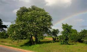 Image result for Bauhinia macrantha