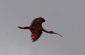 Verder vindt men in suriname o.a. Rode Ibis In Vlucht Boven De Suriname Rivier In Paramaribo Columbus Travel