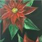Poinsettia event in Burien, WA