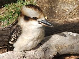 Pin By Edwina Wade On Australian Kookaburras Australian Birds Pet Birds Australian Animals