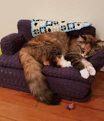 Merino wool can be found. Cat Gets Her Very Own Crochet Couch And Has Never Been Comfier The Dodo