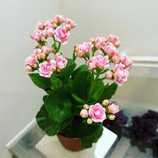 Image result for Kalanchoe calandiva