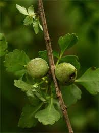 Image result for Commiphora schlechteri