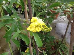 Image result for Acridocarpus natalitius