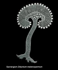 Image result for Melanospermum