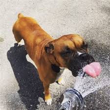 The good news is there is treatment options when caught early. Boxer Dog Water And Drinking Issues