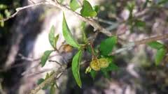 Image result for Mostuea brunonis