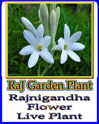 It is used in weddings as garland, decorations and used in various cultural rituals as well. Rookhraj Paudhshala Rajnigandha Flower Live Plant à¤°à¤œà¤¨ à¤—à¤¨ à¤§ Polianthes Tuberosa Live Plant Amazon In Garden Outdoors