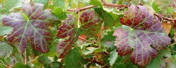 Image result for Grapevine leafroll virus