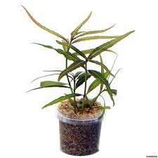 Image result for Hygrophila spiciformis