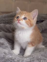 Your kitten will need to be examined by your veterinarian within 72 hours of leaving our care (as stated on the sales contract) or the health guarantee will be void. Maine Coon Cats For Sale Arlington Va 217406 Petzlover