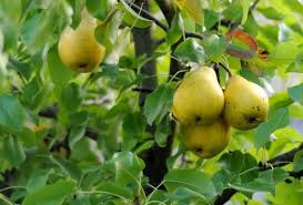 Comment Faire Pousser Un Poirier A Partir D Une Graine Faire Pousser Un Arbre Cultiver Des Arbres Fruitiers Jardin Fruitier