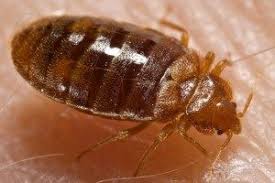 We offer affordable residential & commercial bed bugs pest control & exterminator services in columbia, lexington, blythewood, elgin, irmo, west columbia and surrounding areas of south carolina. Bed Bug Exterminators Columbia Sc The Best Bedbug Pest Control
