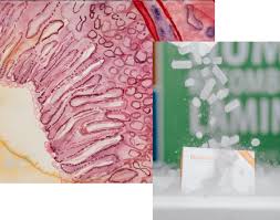 Oncogenes and cell transformation 7 recombinant proteins : Products Archive Biolamina